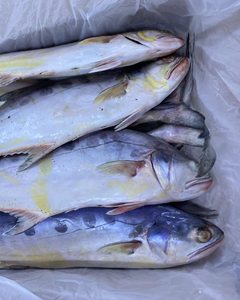 Pescado Mahi Mahi Entero Congelado IQF Orgánico con 12 Meses de Vida Útil en Caja de Conservación de Embalaje a Granel - Product Image 4