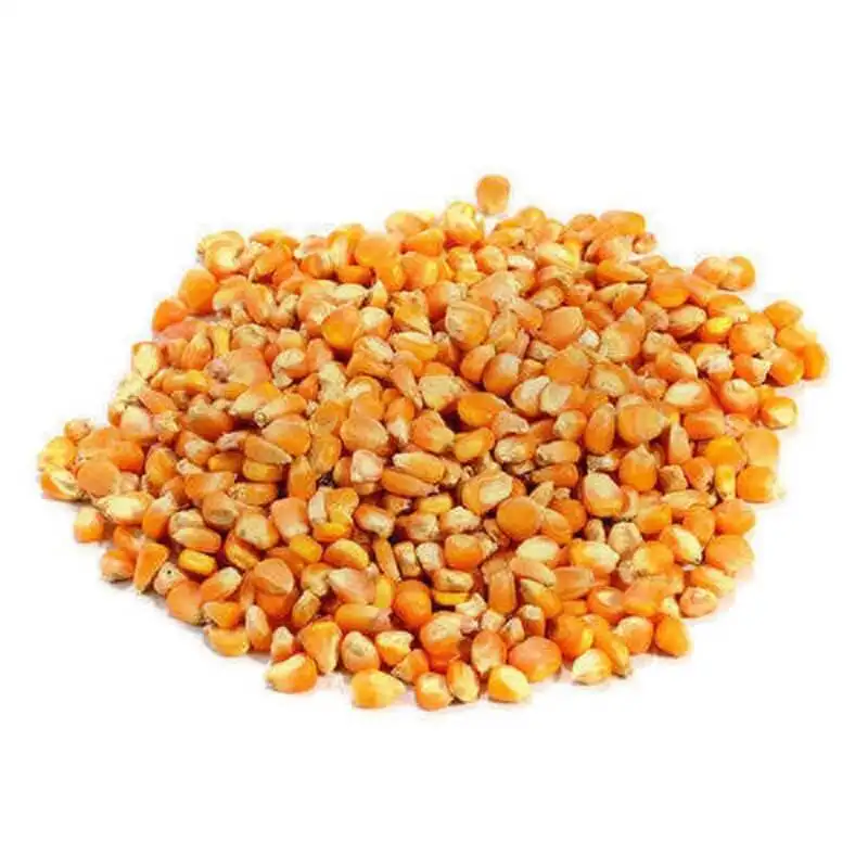 New Crop Wholesale Price Fresh Natural White Maize Corn for Sale