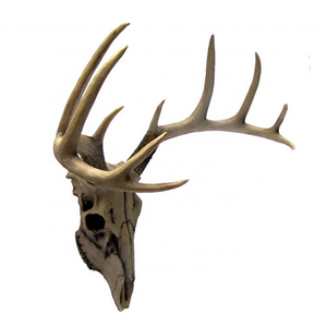 Cuernos duros de ciervo rojo, cuernos de ciervo enteros-Cuernos de alce para perros - Product Image 4