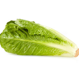 Lechugas Verduras para ensaladas, sopas, sándwiches, envolturas y parrilla: Los proveedores mayoristas y a granel más vendidos - Product Image 4