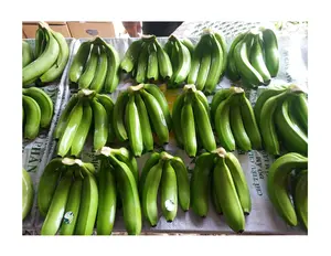 Supplier Selling 100% Fresh Cavendish Banana for Wholesale Purchasers With Competitive Price
