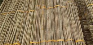 Bastón de bambú-Bastón de estaca de bambú recto seco natural para construcción con suministro de gran tamaño a granel de Vietnam - Product Image 3