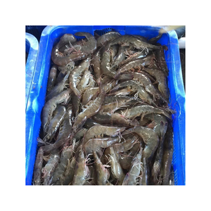 Khối Đông lạnh vannamei tôm không đầu shellon từ Ấn Độ, đông lạnh tôm vannamei - Product Image 2