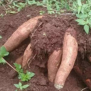 Calidad Premium, alta calidad, yuca fresca congelada, Bélgica, precio competitivo de fábrica, variedad de Topioca pelada, 3,7 cm, tamaño 25kg, paquete - Product Image 3