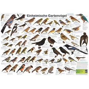 DIN A1 <b>Poster</b> Highlighting Native Garden Birds in German for Backyard Birding Enthusiasts - Product Image 1