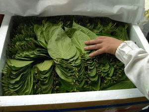 Feuilles de bétel naturelles fraîches, arôme moyen, qualité supérieure, prix compétitif, vente en gros, exportation mondiale 2025 VIET SEAFARM - Product Image 5