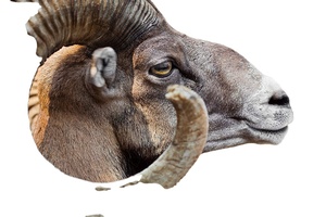 Cuerno de oveja Natural Ram Shofar Cuerno para fines religiosos judíos Cuernos de Ram Shofar de la mejor calidad por sheeri artesanía - Product Image 5