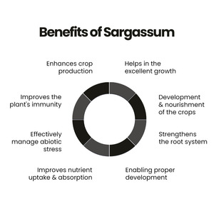 สารสกัดจาก Sargassum รูปแบบของเหลวเข้มข้นผลิตภัณฑ์ทางการเกษตรสำหรับพืช - Product Image 1