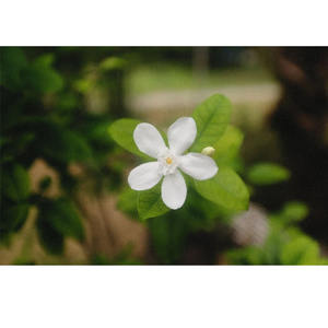 Kurchi Wrightia Antidysenterica Extracto de hierbas Polvo puro de grado alimenticio Forma Calidad de exportación India Botellas empaquetadas Precio al por mayor - Product Image 1