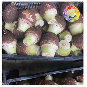 ก้อนเผือกแช่แข็ง, iqf taro root cubes สำหรับขนมหวาน, สมูทตี้และร้านขายเครื่องดื่ม - Product Image 4