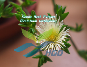 HGO Factory Direct Supply of Pure Natural Kanna Herb <b>Extract</b> (Sceletium tortuosum) Food Grade 5:1 10:1 20:1 Ratio <b>Extract</b> - Product Image 2