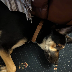 ปลอกคอสุนัขหนังพรีเมี่ยมหรูหราหรูหรากระดุมแข็งดีไซน์เรียบง่ายสุนัขขนาดใหญ่ขนาดเล็กทนทานระบายอากาศได้ดีเป็นมิตรกับสิ่งแวดล้อม - Product Image 4