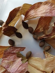 Tuerca de malva de calidad superior de proveedores de Vietnam a precio asequible, Exportación a granel - Product Image 4