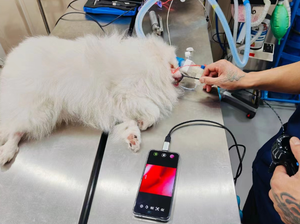 獣医ハンドヘルドHD内視鏡ペット動物消化管内視鏡ホット販売 - Product Image 4