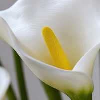 Fleur artificielle de lys calla de haute qualité, aspect naturel, tige unique, pour décoration de mariage, maison ou fête