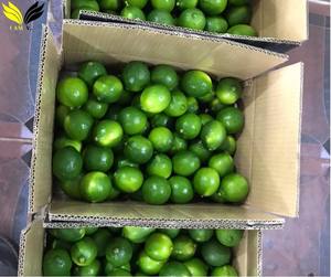 Suministro de Exportación B2B de Limas Verdes Frescas Sin Semillas - Product Image 4