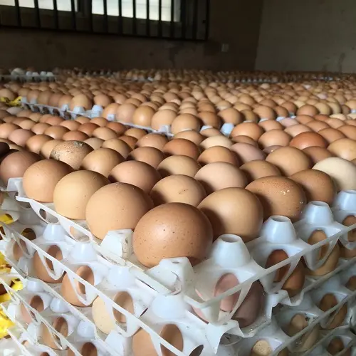 Oeufs de table de poulet frais de la ferme coquille brune et blanche pour le Canada, l'Europe et les États-Unis et le marché africain