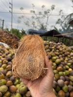 Hoogwaardige semi-ontpitten exportkwaliteit kokosnoten verpakt in stevige PP-zakken voor wereldwijde kopers