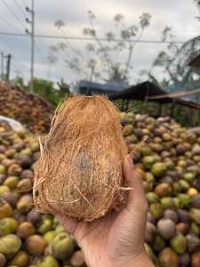 High Quality Semi Husked Export Grade Coconuts Packed in Strong PP <b>Bag</b> for Global Buyers - Product Image 3