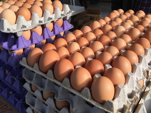 Huevos Frescos de Gallina para Incubar y de Mesa, Blancos y Marrones, Mezcla de Primera Calidad, Conservados y Congelados, Larga Vida Útil, Disponibles Ahora - Product Image 4