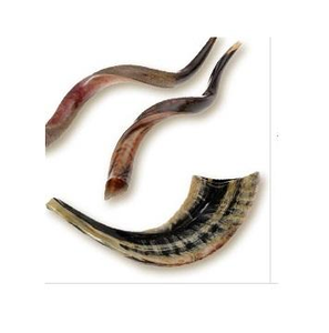 Shofar de Cuerno de Carnero Pulido de Primera Calidad, Natural para Tocar, Shofar Kosher de Primera Calidad, Instrumento Musical Tradicional Kudu, Religioso - Product Image 6