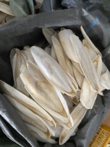 อาหารรูปสัตว์ปลาหมึกอบแห้งอาหารสำหรับนก-อาหารสำหรับก้างปลาแบบพรีเมี่ยม - Product Image 3