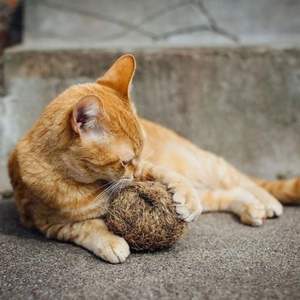 Factory Price Wholesale Durable Classic Natural Coir Ball Chew Toy Teeth Cleaning High Quality Vietnamese Manufacturer Supply - Product Image 4