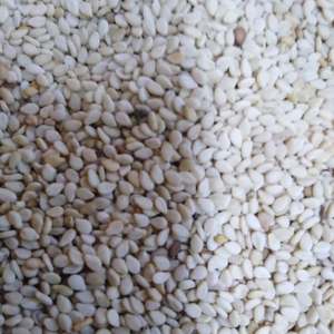 Graines de sésame biologiques certifiées fraîches et séchées pour l'alimentation - Product Image 1