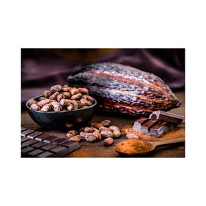 Cocoa <b>Beans</b> Ariba <b>Cacao</b> <b>Beans</b> Dried Raw <b>Cacao</b> Fermented Cocoa <b>Beans</b> - Product Image 2