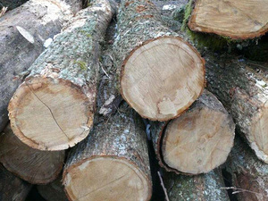 แผ่นไม้โอ๊คเนื้อแข็งสำหรับใช้ในคลังสินค้า - Product Image 4