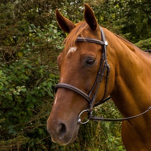 Bride de cheval en cuir véritable de haute qualité FABRICANT Bride de cheval en cuir véritable à la mode Bride de cheval en cuir de luxe - Product Image 1