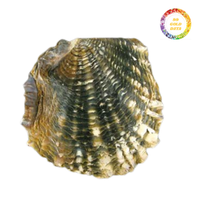 Conchas de nácar negras pulidas para uso decorativo, suministros para manualidades, muebles con incrustaciones, accesorios hechos a mano con temática oceánica - Product Image 1