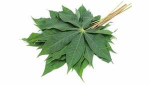 ใบมันสำปะหลังธรรมชาติทั้งหมด/มีคุณค่าทางโภชนาการและสด/ส่งตรงจากฟาร์มเวียดนาม - Product Image 3