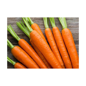Zanahorias Orgánicas Congeladas Frescas de Color Naranja, Variedad Roja Larga, Origen Sudáfrica, 10KG/CTNS, Vegetales Cultivados Económicos - Product Image 4