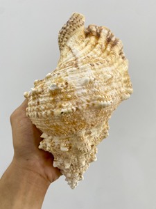 Frog Shell, Tutufa bubo Seashell, Lovely Big Sea Shell For Decoration, Party, Gift from Vietnam - Product Image 6