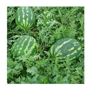 Sandía Congelada IQF de Grado A Fresca, de Cultivo Orgánico Sin Aditivos, con un Sabor Afrutado Dulce y Refrescante, Calidad de Exportación, 25 kg - Product Image 1