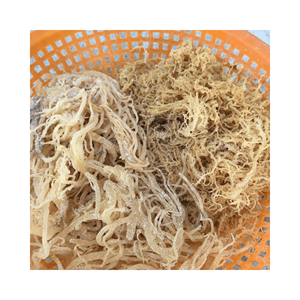 Mousse de mer salée naturelle bon prix légumes déshydratés mousse de mer séchée pour la consommation/vente en gros d'algues Cottonii - Product Image 6