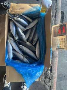 ปลาทูแปซิฟิก/อาหารทะเล ปลาทูแปซิฟิกแช่แข็งทั้งตัวแห้ง - Product Image 2