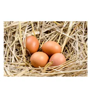 Galinha marrom fresca, melhor qualidade ovos de tabela frescos em massa ovos castanhos