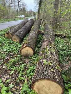 Livraison rapide, grumes de hêtre résistantes à l'eau, écologiques, garantie à vie, fabriquées en Allemagne pour la construction de meubles, projets extérieurs - Product Image 2