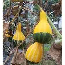 50 Seeds Rare Japanese Yellow Green Ornamental Pumpkin Seeds With Potted Soil Gift