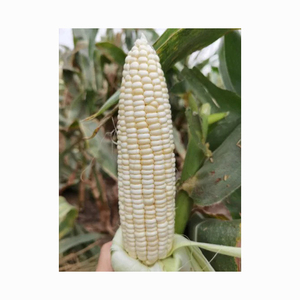 Maíz Blanco Glutinoso Seco de Alta Calidad, Sin OMG, Apto para Consumo Humano y Alimentación Animal, Disponible con Empaque Personalizado - Product Image 5