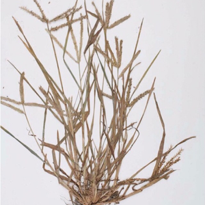 หญ้าห่านแห้งหญ้าห่านแห้งขนาด8ออนซ์หญ้าห่านแห้งทำความสะอาดหญ้าห่านแห้งออกแบบได้ตามต้องการ - Product Image 1