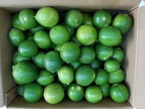 Limón fresco sin semillas para exportación Limón sin semillas de alta calidad en Vietnam / Mr. Ethan - Product Image 4