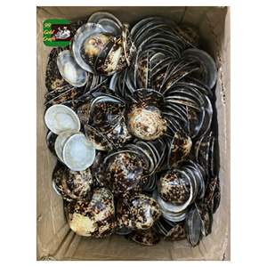 Conchas de Lapa naturales para accesorios de joyería Proyectos de Arte de bricolaje y decoración del hogar inspirada en el océano sostenible - Product Image 4