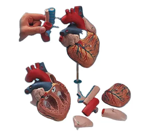 Modelo de corazón humano, 7 partes que muestra la anatomía del corazón humano y se secciona horizontal al nivel del plano de la válvula