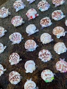 Pince à cheveux coquillage accessoire écologique fait à la main naturel du Vietnam Boutique ornement de mode et cadeau durable pour les acheteurs mondiaux - Product Image 5