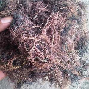 สาหร่ายกราซิลารีอาแห้งจากเวียดนาม ราคาดี - Product Image 3