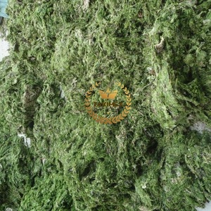 Poudre d'extrait d'algues vertes de Fertilizier organique de bonne vente dans l'agriculture - Product Image 5