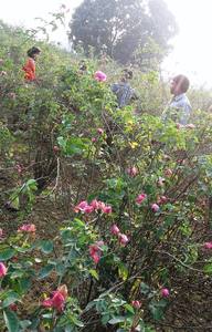 Alta Calidad Rosa Flor Agua Granel Exportador Precio Hecho de Flores de Alta Calidad - Product Image 4